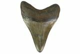Fossil Megalodon Tooth - South Carolina #130754-1